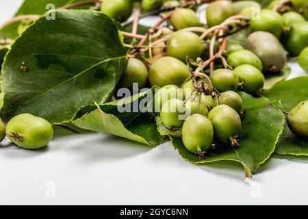 Actinidia arguta o kiwi maturi isolati su sfondo bianco. Rami di frutta fresca con foglie verdi, mockup, dima Foto Stock