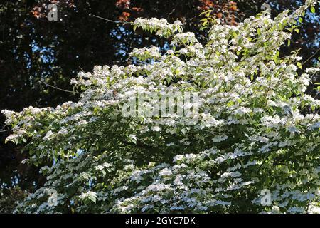 Bush di palle di neve giapponese di inizio stagione, Viburnum plicatum forma varietà di tomentosum Rosa bellezza, fiori bianchi prima che girino rosa con un backgro offuscato Foto Stock