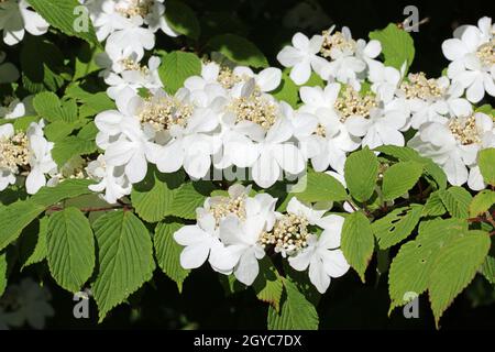 Bush di palle di neve giapponese di inizio stagione, Viburnum plicatum forma varietà di tomentosum Rosa bellezza, fiori bianchi prima che girino rosa con un backgro offuscato Foto Stock