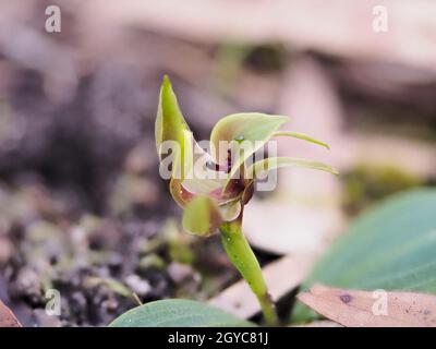 Orchid di uccello comune, Victoria, Australia Foto Stock