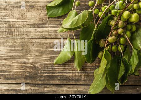 Actinidia arguta o kiwi maturi su sfondo di tavole di legno. Rami di frutta fresca con foglie verdi Foto Stock