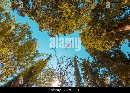 Aereo che vola sulla foresta con foglie giallastro in autunno, vista dal basso Foto Stock