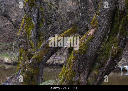 Immagine ravvicinata di due tronchi di alberi vecchi e grandi, ricoperti di muschio verde, sul bordo di un fiume, in un paesaggio primaverile Foto Stock