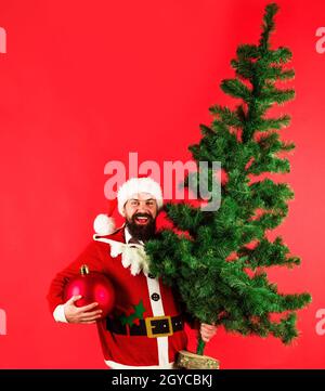 Sorridente uomo barbato in costume di Babbo Natale con abete e grande palla di Natale. Pubblicità di nuovo anno Foto Stock