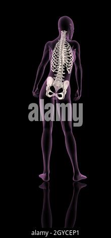 3D render di una femmina di scheletro di medici che mostra una gabbia toracica, colonna vertebrale e osso dell'anca Foto Stock