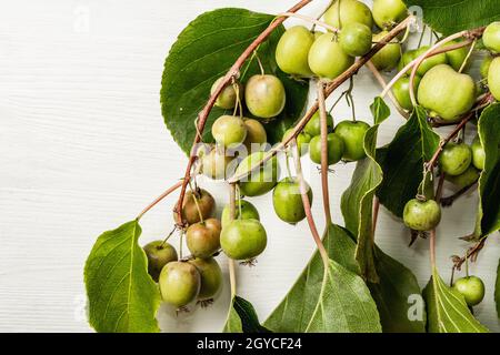 Actinidia arguta o kiwi maturi su sfondo bianco in legno. Rami di frutta fresca con foglie verdi Foto Stock