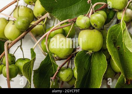 Actinidia arguta o kiwi maturi su sfondo bianco in legno. Rami di frutta fresca con foglie verdi Foto Stock