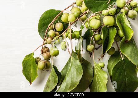 Actinidia arguta o kiwi maturi su sfondo bianco in legno. Rami di frutta fresca con foglie verdi Foto Stock