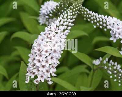 Primo piano dei piccoli fiori bianchi carini su una punta di fiori di gooseneck loosewife, Lysimachia cletroides Foto Stock