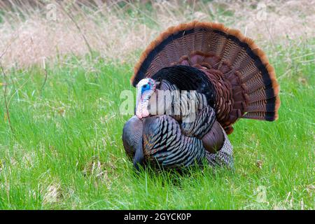 Tacchino selvatico orientale (Meleagris galopavo silvestris), Primavera, e USA, di Dominique Braud/Dembinsky Photo Assoc Foto Stock