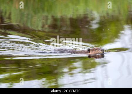 Beaver (Castor canadensis) nuoto in stagno, primavera, Nord America, di Dominique Braud/Dembinsky Photo Assoc Foto Stock