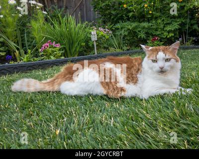 Un gatto bianco con macchie rosse si trova sull'erba verde falciata Foto Stock