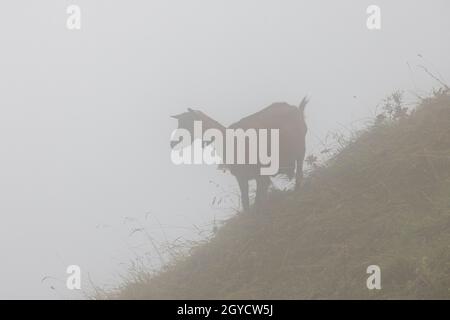 Adulto marrone capra con una campana intorno esso è collo su un prato ripido nella nebbia. Foto Stock