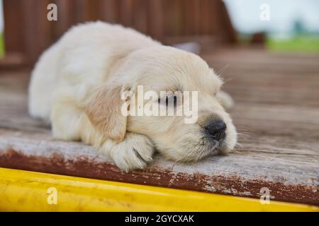 Cucciolo dorato retriever bianco poggiato su ponte di legno esterno Foto Stock