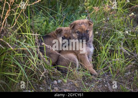 due cuccioli senzatetto si siedono insieme nell'erba Foto Stock