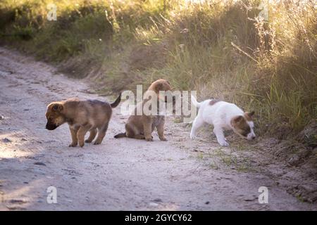 tre cani senza tetto cuccioli giocano insieme sulla strada di ghiaia Foto Stock