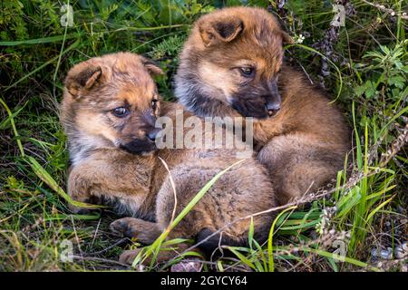 due cuccioli senzatetto si siedono insieme nell'erba Foto Stock