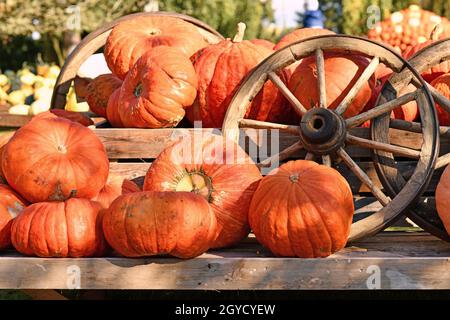 Grandi zucche di Halloween arancioni accanto alla vecchia ruota del carrello di legno Foto Stock