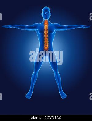 3D medical uomo con scheletro evidenziata della colonna vertebrale Foto Stock