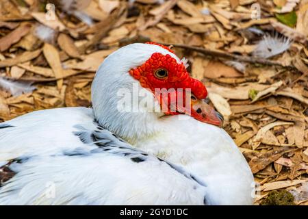 Strana anatra muscovy di anatra argentata rossa nel Parco Rodini sull'isola di Rodi in Grecia. Foto Stock