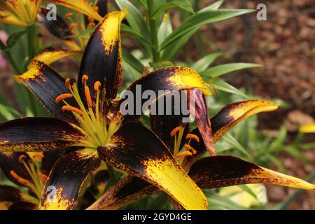 Lilium Lionheart nero e oro Foto Stock