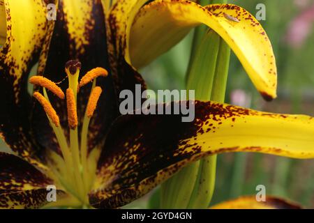 Lilium Lionheart nero e oro Foto Stock