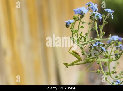 Pregare Mantis su Blue non dimenticare di me fiori Foto Stock