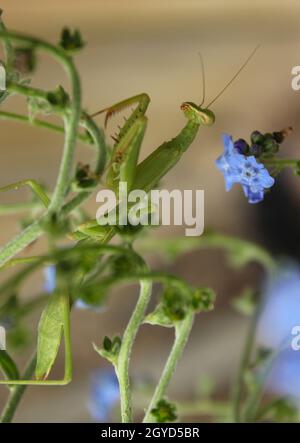 Pregare Mantis su Blue non dimenticare di me fiori Foto Stock