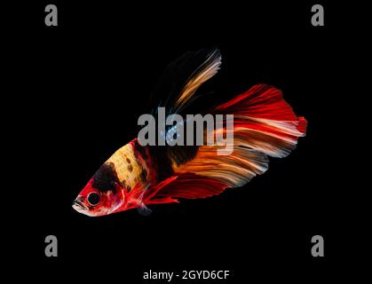 Siamese combattendo il pesce o Betta splendens il pesce, pesci acquario popolare in Thailandia. Coda colorata di mezza luna betta che combatte il movimento dei pesci isolato su blac Foto Stock