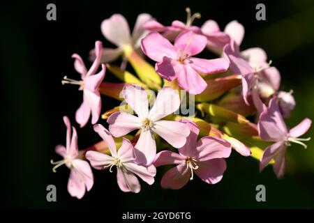 Comune soapwort con fiore in un closeup Foto Stock