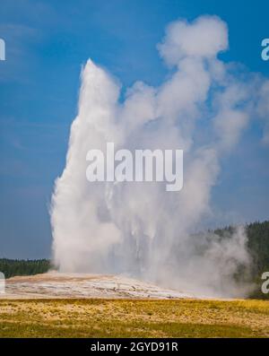 Old Faithful Geyser erutta regolarmente e frequentemente nel Parco Nazionale di Yellowstone Foto Stock