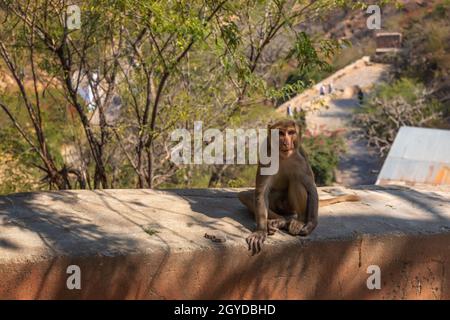 Scimmia carina dell'India, Tempio delle scimmie o Tempio Galta Ji a Jaipur. Foto Stock