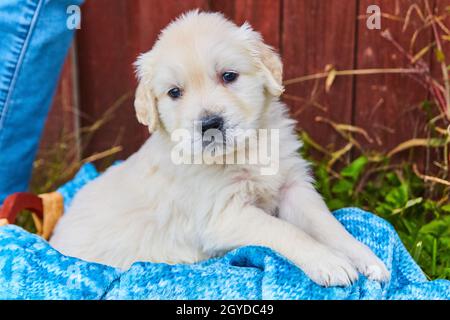 Cucciolo bianco dorato in blu sbiancato con colori autunnali Foto Stock