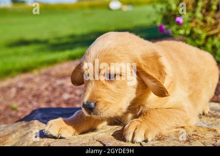 Adorabile cucciolo di recupero dorato poggiato su roccia con campo di erba sullo sfondo Foto Stock