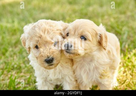 Coppia di carini cuccioli Goldendoodle da vicino su erba Foto Stock