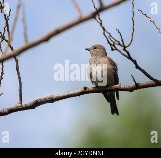 Un Flycatcher macinato, Muscicapa striata, nell'Alameda, alias i Giardini Botanici di Gibilterra. Foto Stock