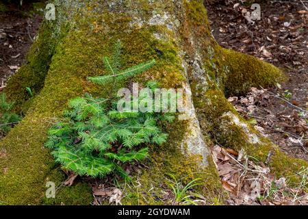 Balsamo abete (Abies balsamea) che cresce su ceppo di vivaio, regione dei grandi Laghi, Michigan, USA, di Dominique Braud/Dembinsky Photo Assoc Foto Stock