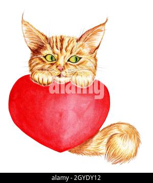 Acquerello illustrazione di un carino zenzero gattino con una coda soffice, tenendo un grande cuore rosso. Foto cartoon, valentine, carta per i cari. Isolato Foto Stock