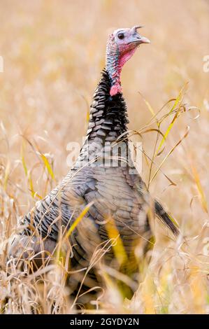 Tacchino selvatico orientale (Meleagris galopavo silvestris), Primavera, e USA, di Dominique Braud/Dembinsky Photo Assoc Foto Stock