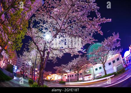 Fiori di ciliegio e orologio Cosmo. Luogo di ripresa: Yokohama-città prefettura di kanagawa Foto Stock