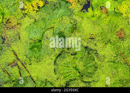 Vista dall'alto di verde anatre fresche nello stagno con foglie di loto Foto Stock