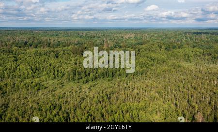 Parte polacca della foresta di Bialowieza ad est da Hajnowka vista aerea, Podlaskie Voivodhip, Polonia, Europa Foto Stock