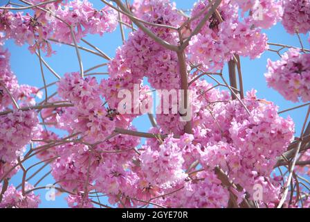 Tromba rosa (Handroanthus impetiginosus). Il rosea di Tabebuia è un albero neotropico del fiore rosa nel parco. Fioritura in primavera. Foto Stock