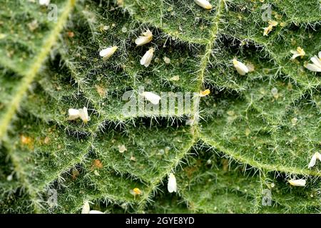 whiteflies serra su una foglia di manto Foto Stock