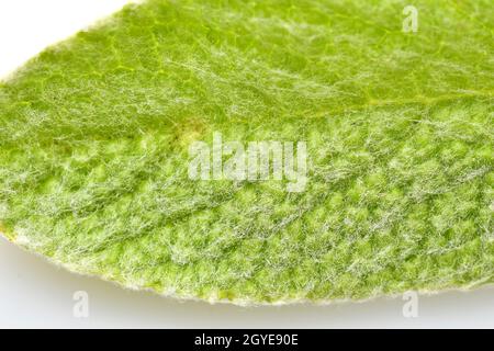 Tè greco di montagna, pianta medicinale con foglia in una macro Foto Stock