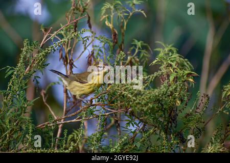 Warbler Prairie alias Setophaga scoloror Foto Stock