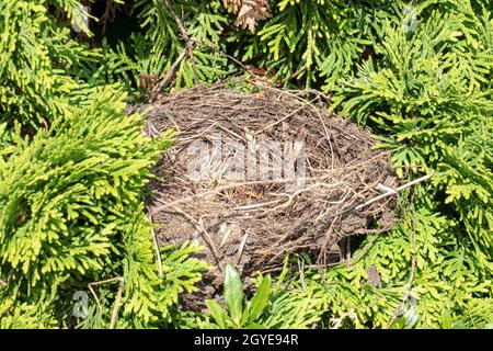 Fuoco selettivo su un nido di uccello abbandonato o vuoto su un albero di Thuja. Scatto macro. Foto Stock