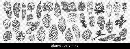 Vari coni di conifere doodle set. Raccolta di coni di pino naturale e abete di varie forme e dimensioni, disegnati a mano, provenienti da foreste isolate su transpare Foto Stock