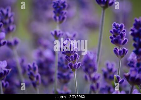 Veri fiori di lavanda ravvicinato natura verde giardini Foto Stock