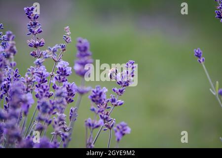 Veri fiori di lavanda con insetti ravvicinato sfondo natura Foto Stock